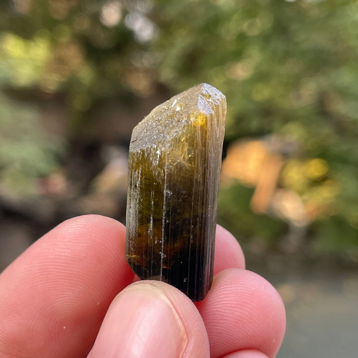 Natural Yellow and Black Bicolor Tourmaline Crystal – Terminated Badakhshan Specimen for Wire Wrapping & Pendant Use
