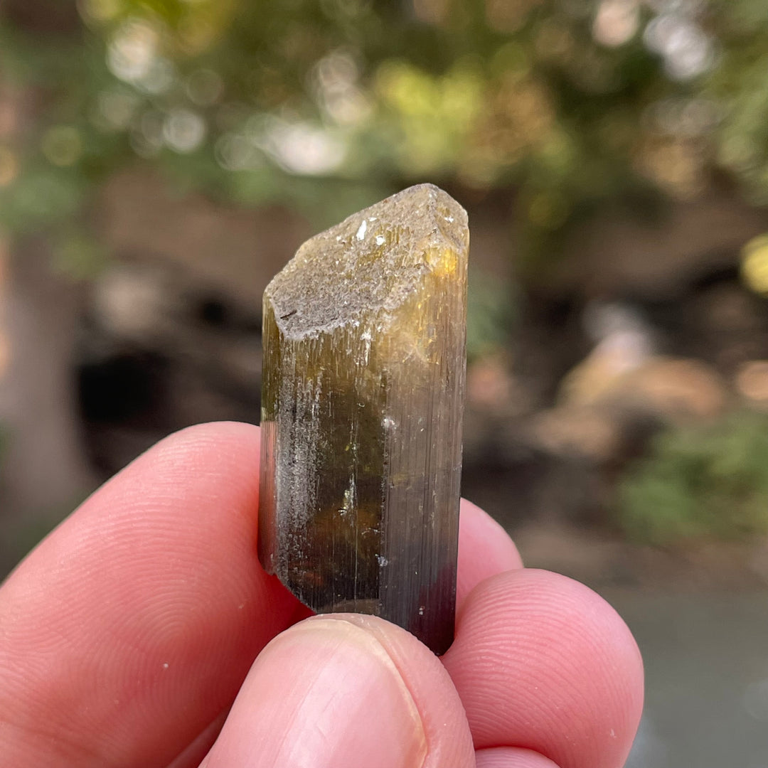 Natural Yellow and Black Bicolor Tourmaline Crystal – Terminated Badakhshan Specimen for Wire Wrapping & Pendant Use