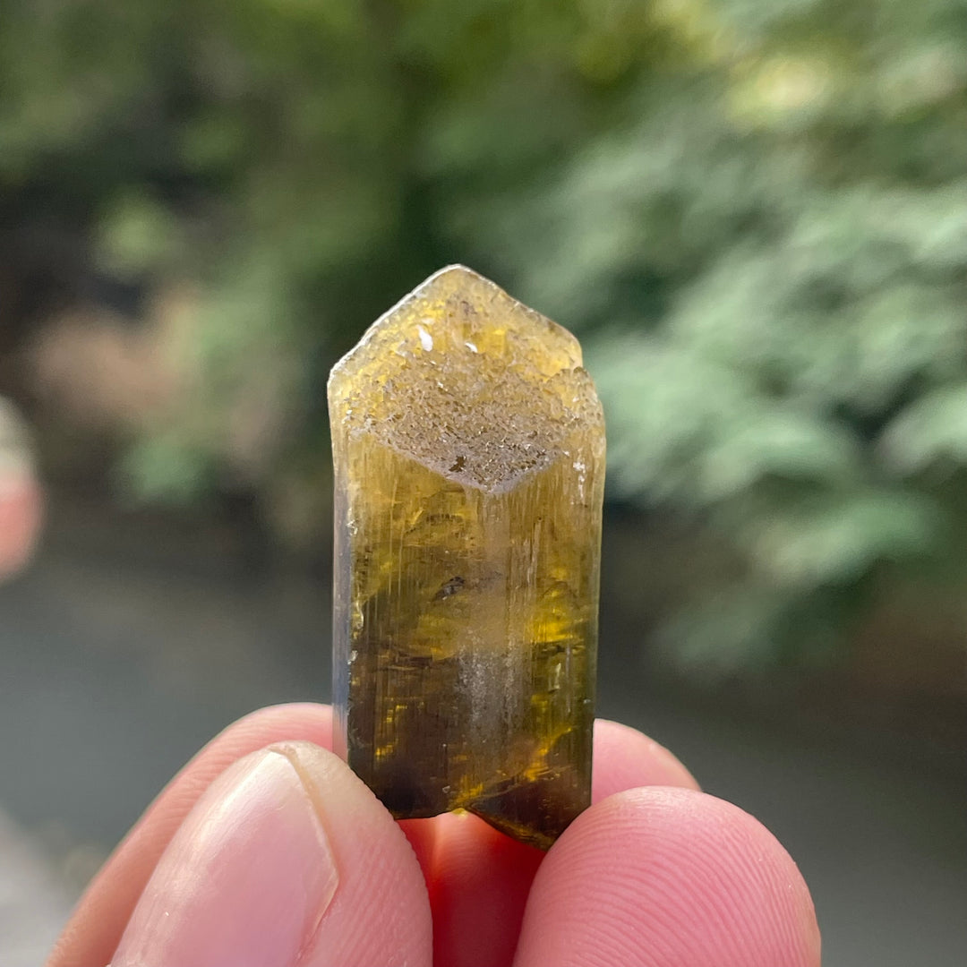 Natural Yellow and Black Bicolor Tourmaline Crystal – Terminated Badakhshan Specimen for Wire Wrapping & Pendant Use