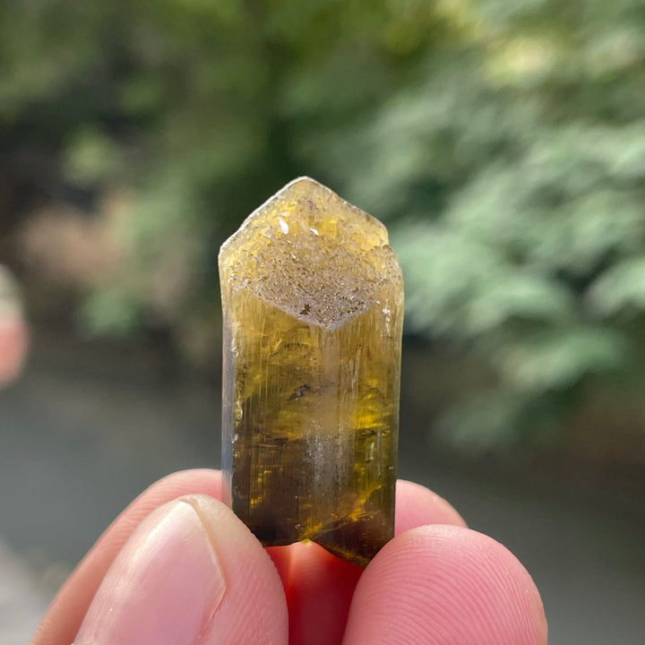 Natural Yellow and Black Bicolor Tourmaline Crystal – Terminated Badakhshan Specimen for Wire Wrapping & Pendant Use