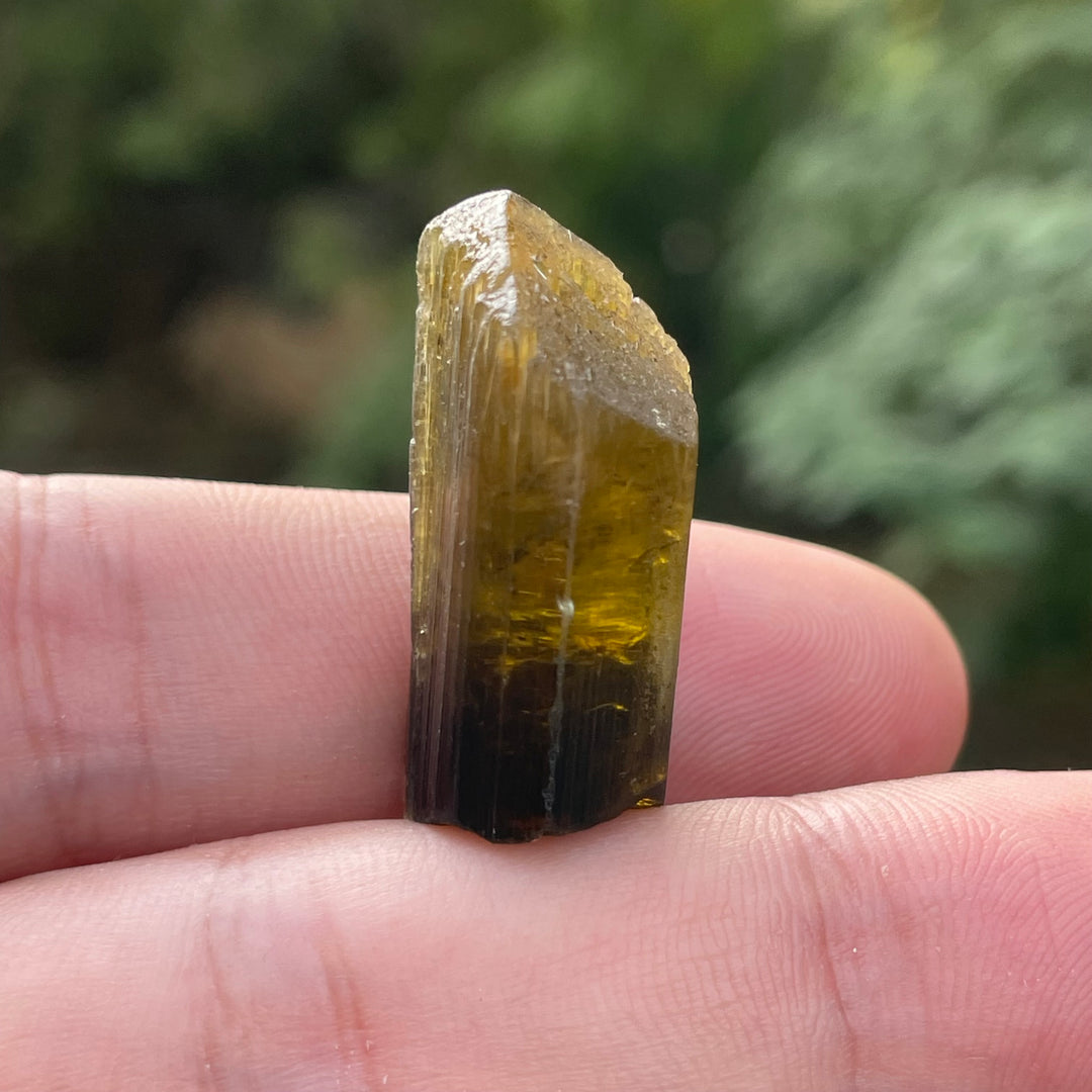 Natural Yellow and Black Bicolor Tourmaline Crystal – Terminated Badakhshan Specimen for Wire Wrapping & Pendant Use
