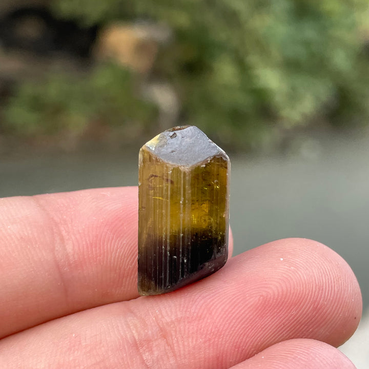 Natural Yellow and Black Bicolor Tourmaline Crystal – Terminated Badakhshan Specimen for Wire Wrapping & Pendant Use