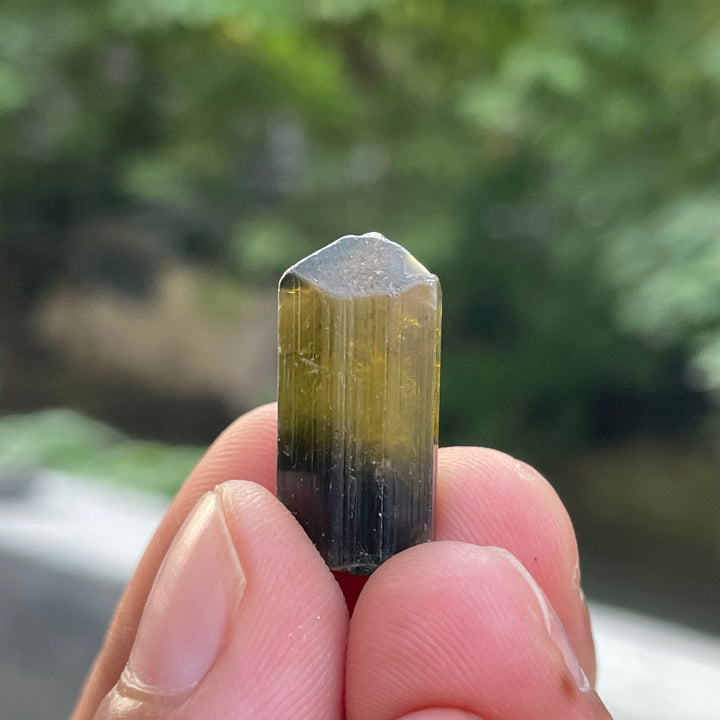Natural Yellow and Black Bicolor Tourmaline Crystal – Terminated Badakhshan Specimen for Wire Wrapping & Pendant Use