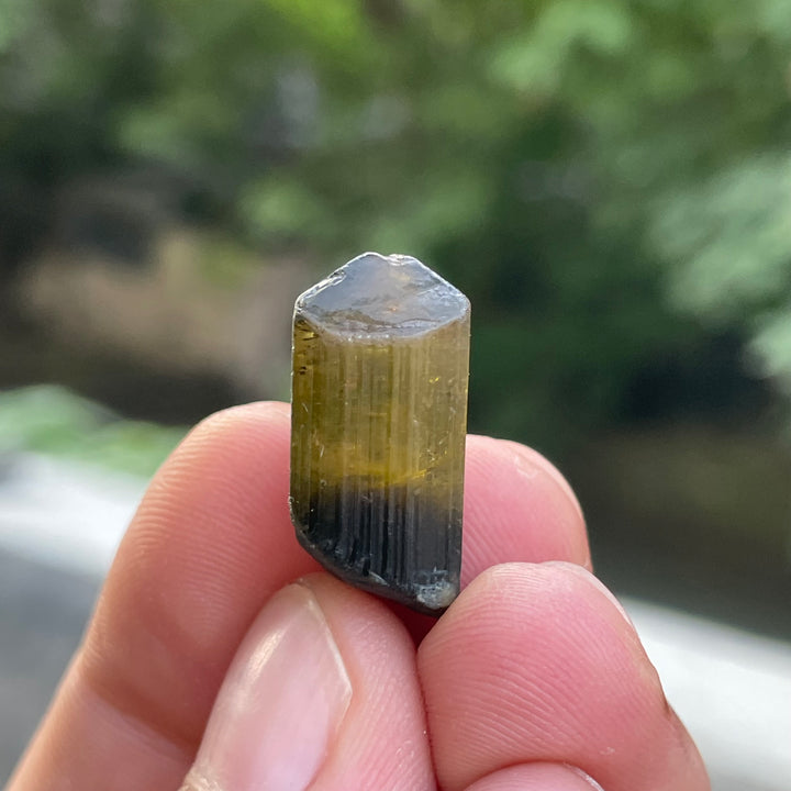 Natural Yellow and Black Bicolor Tourmaline Crystal – Terminated Badakhshan Specimen for Wire Wrapping & Pendant Use
