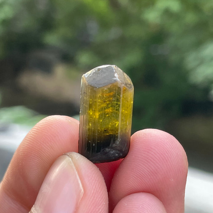 Natural Yellow and Black Bicolor Tourmaline Crystal – Terminated Badakhshan Specimen for Wire Wrapping & Pendant Use