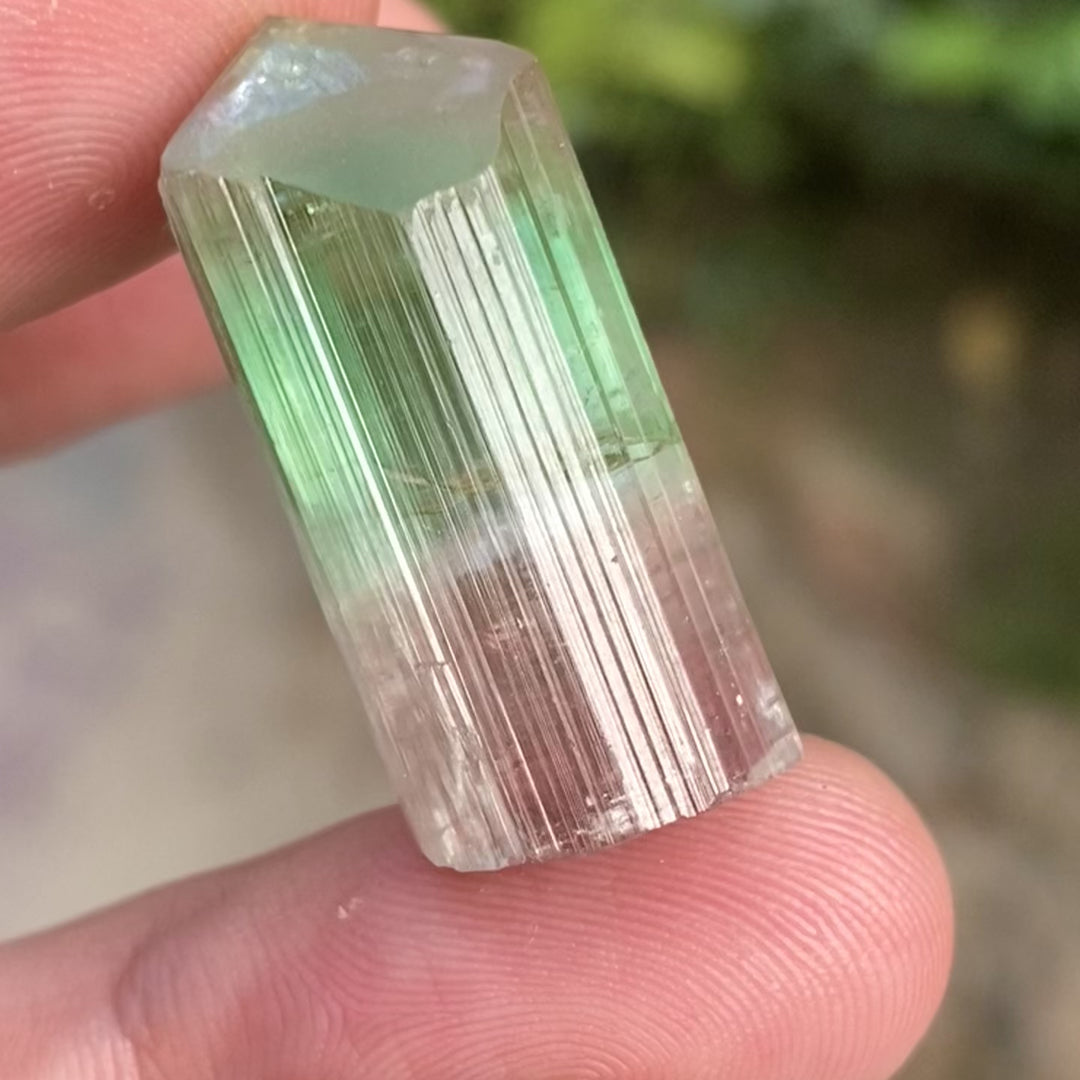 Natural Watermelon Tourmaline Crystal 10.42g – Terminated, Afghanistan